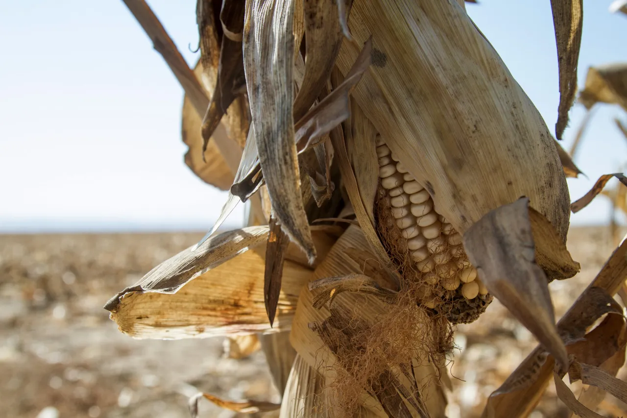 A white corn cob in South Africa.