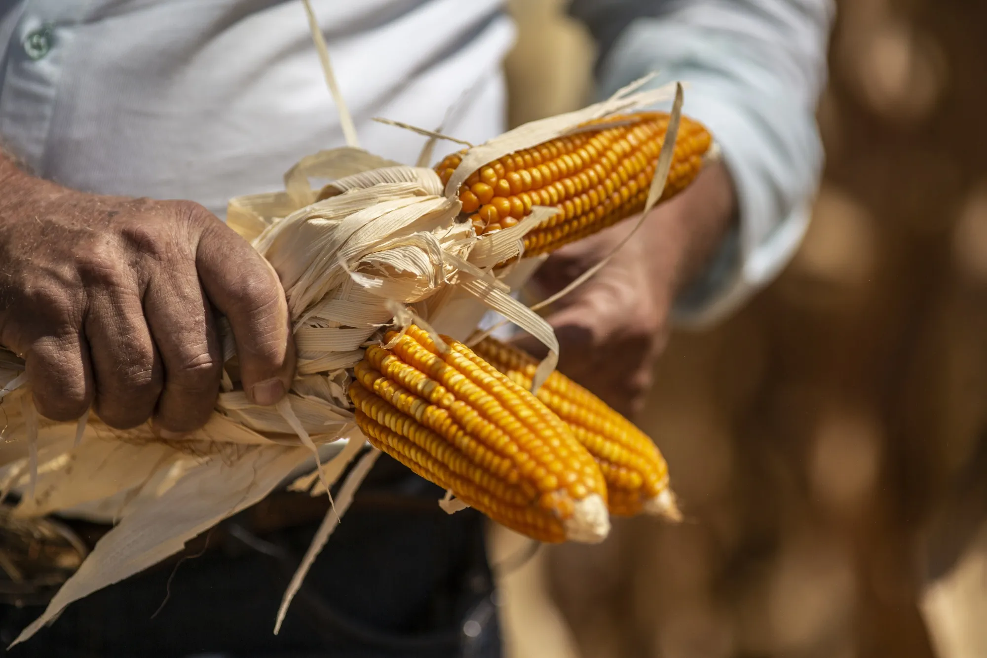 A farmer picks corn during a harvest at a farm in Brazil.