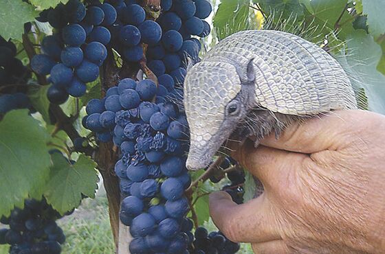 Organic Winemaking Is a Zoo With Armadillos, Falcons, and Pigs