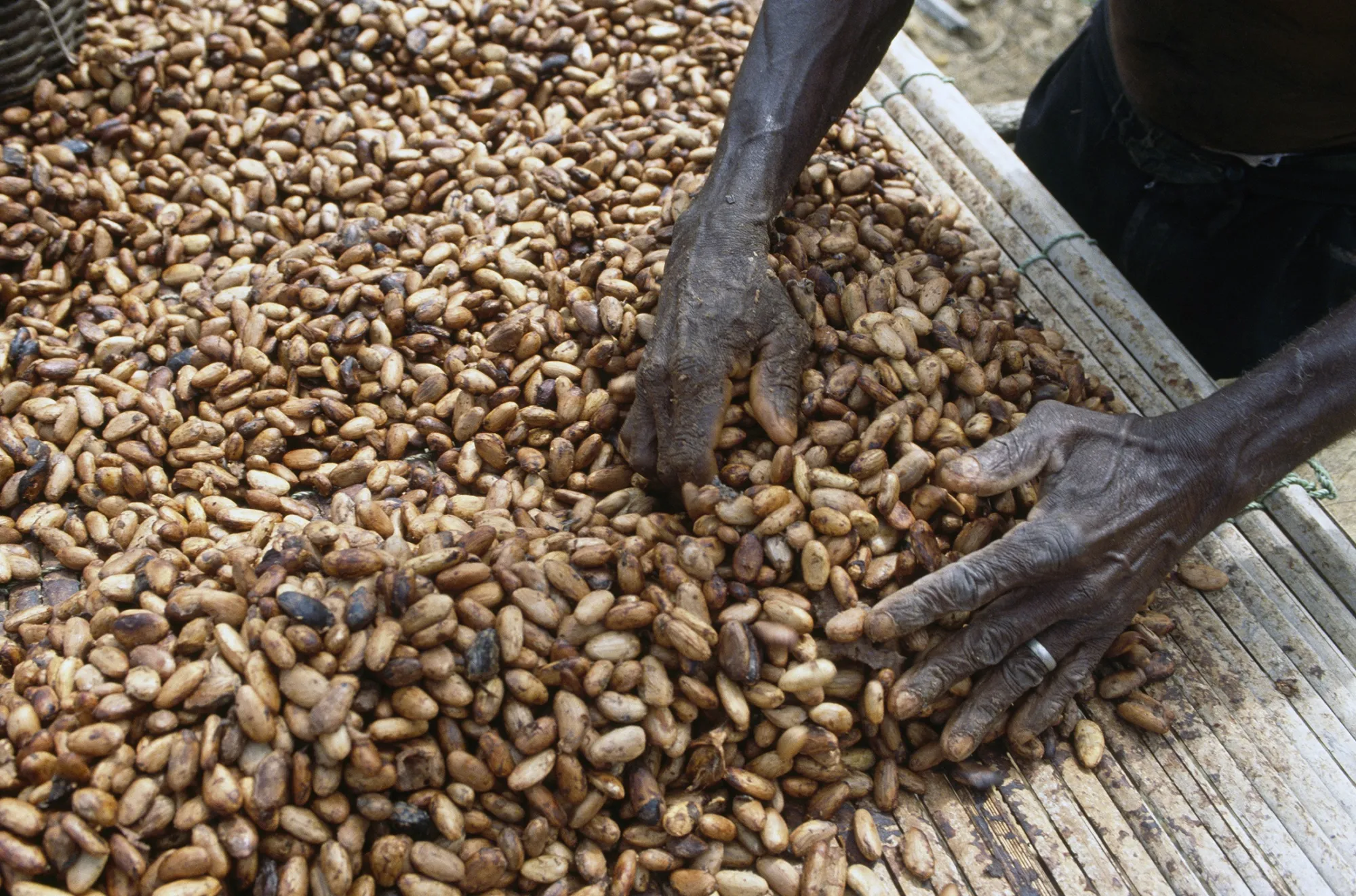 A farmer dries cocoa beans near Kumasi, Ghana.&nbsp;
