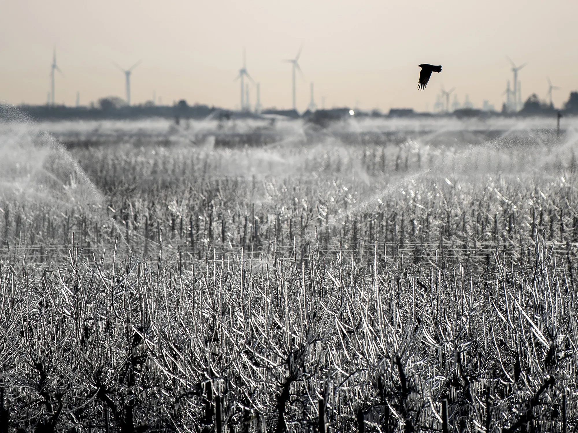 A frozen&nbsp;orchard&nbsp;is irrigated in Lower Saxony, Germany, in March.