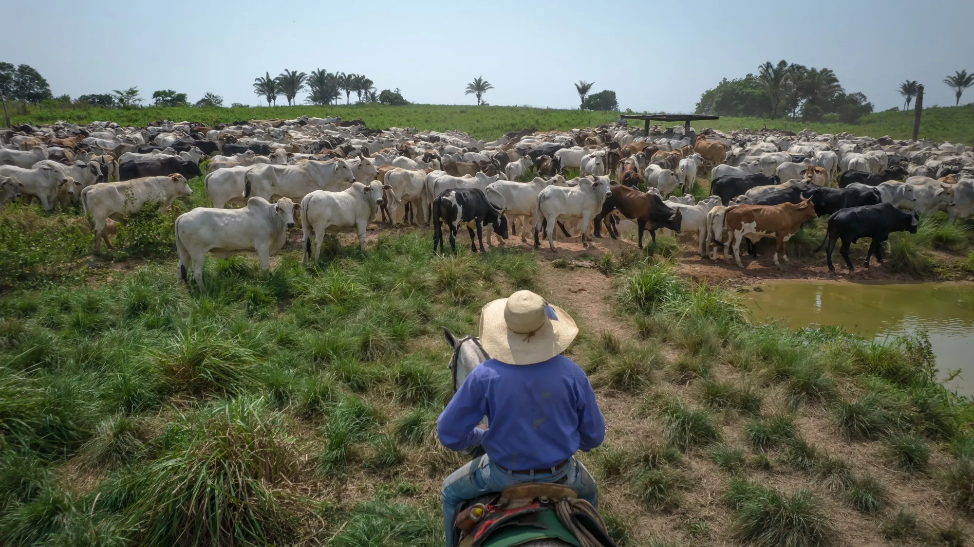 Ranchers herd cattle on a farm in Xinguara, Para state, Brazil. 