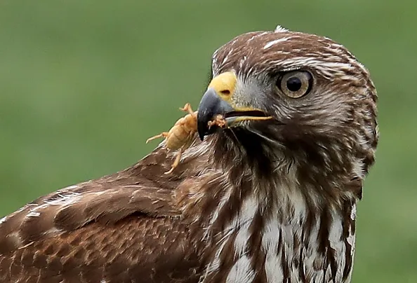 Where did all the deficit hawks go?
