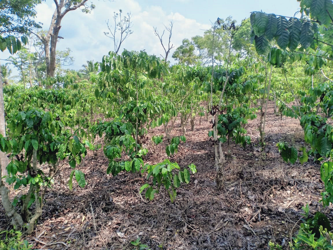 Withered coffee leaves at a coffee plantation in Tanggamus, Lampung province in Indonesia.