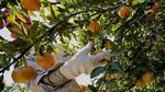 Oranges are picked at an orange grove in Winter Garden, Florida, U.S., on Tuesday, Jan. 5, 2010. Orange-juice futures jumped by the most allowed by ICE Futures U.S. for a second straight day on concern that freezing weather may damage citrus groves in Florida, the worldÕs largest producer of the fruit after Brazil.
