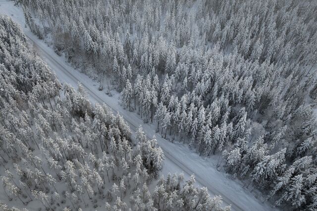 A three-kilometer (2 mile) gravel road through the forest holdings of Birgitta Velander. Her plot covers around 200 hectares - roughly equivalent to two thirds of New York City's Central Park.