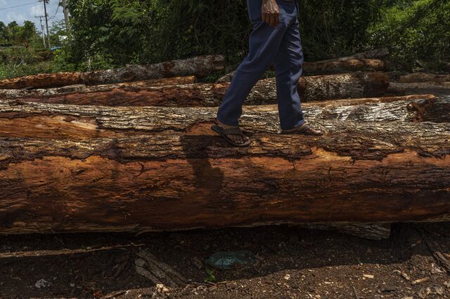 A man walks over a fallen tree at Petcacab in Quintana Roo state, Mexico, on Monday, May. 9, 2022