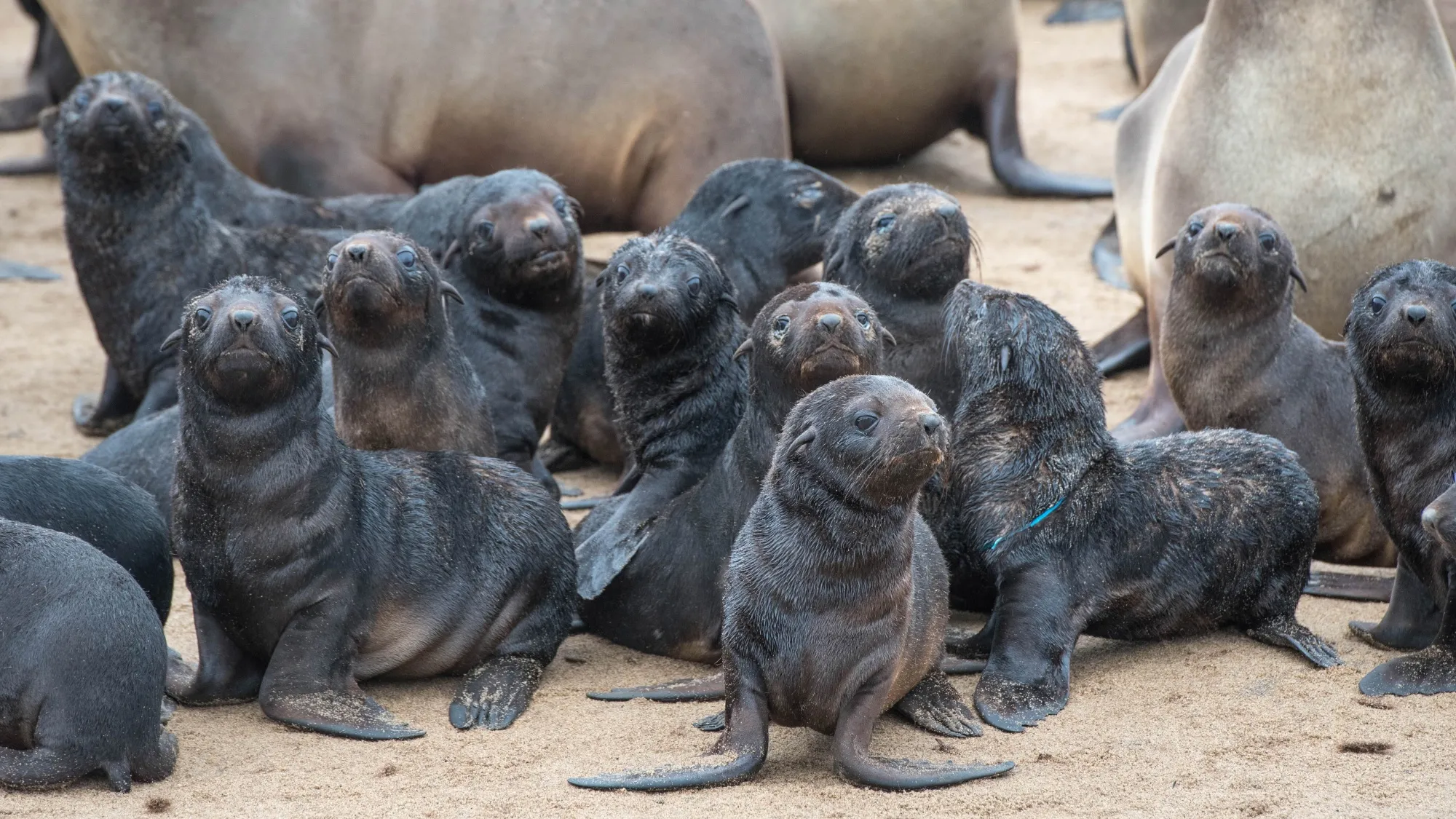 Young cape fur seals gather&nbsp;along the beaches of Cape Cross,&nbsp;in Namibia, Africa in 2017.