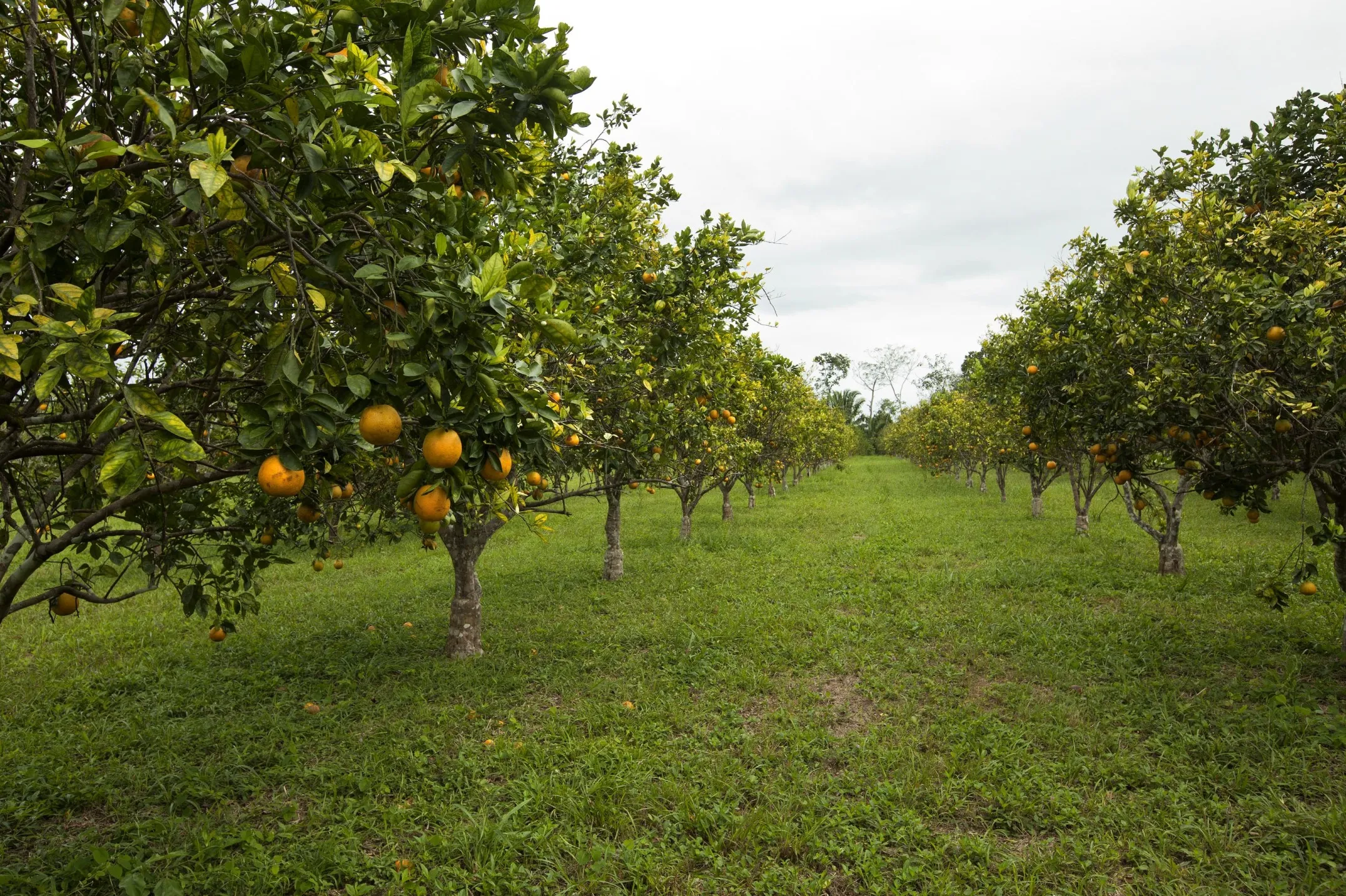 More than three million boxes of oranges may have been lost since the powerful storm moved through key citrus-producing counties last week.
