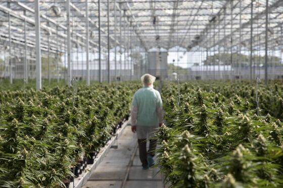 Aphria, Tilray Combine to Create Biggest Cannabis Company