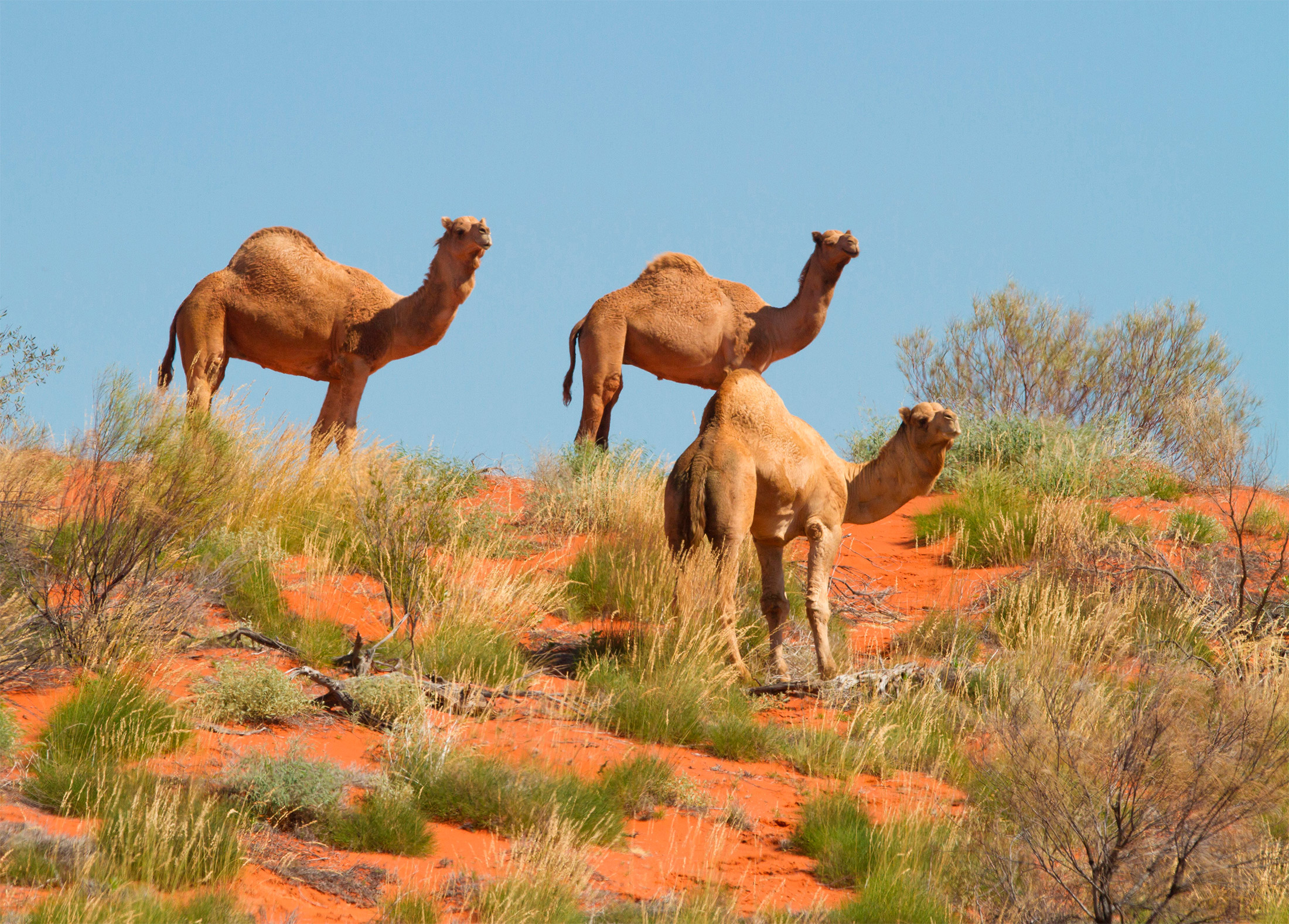 Feral camels in Queensland, Australia.&nbsp;