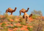 Feral camels in Queensland, Australia. 