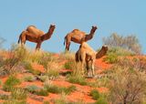 Feral camels, Camelus dromedarius