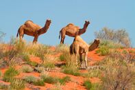 Feral camels, Camelus dromedarius