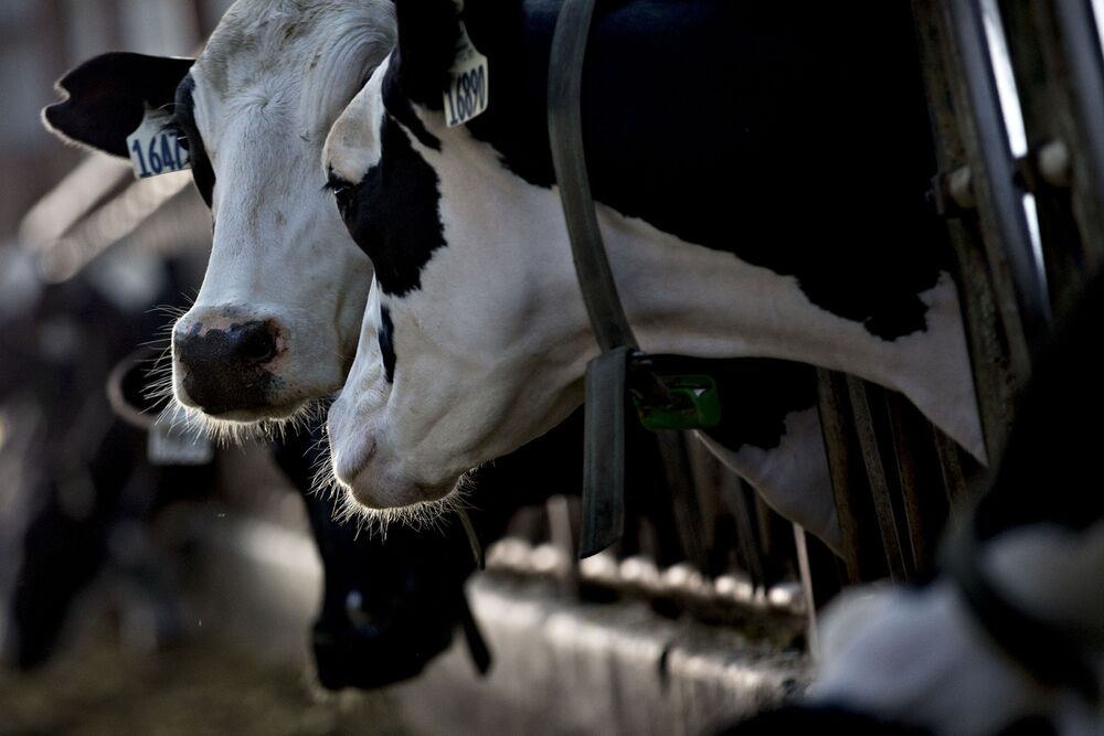 Cargill S Big Data Makes Happier And More Productive Cows Bloomberg