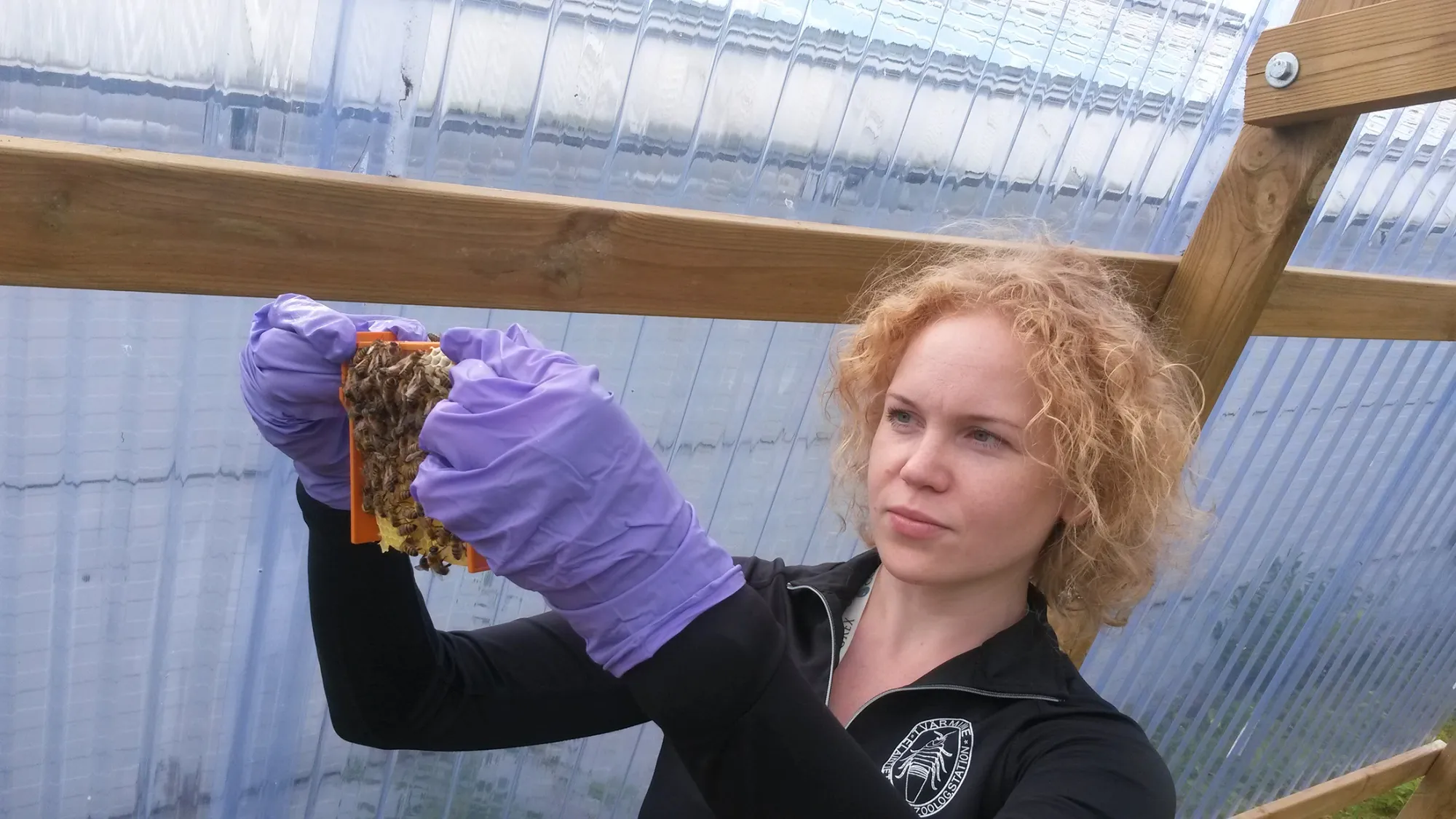 Dalial Freitak observes a frame with bees in Helsinki in 2016.