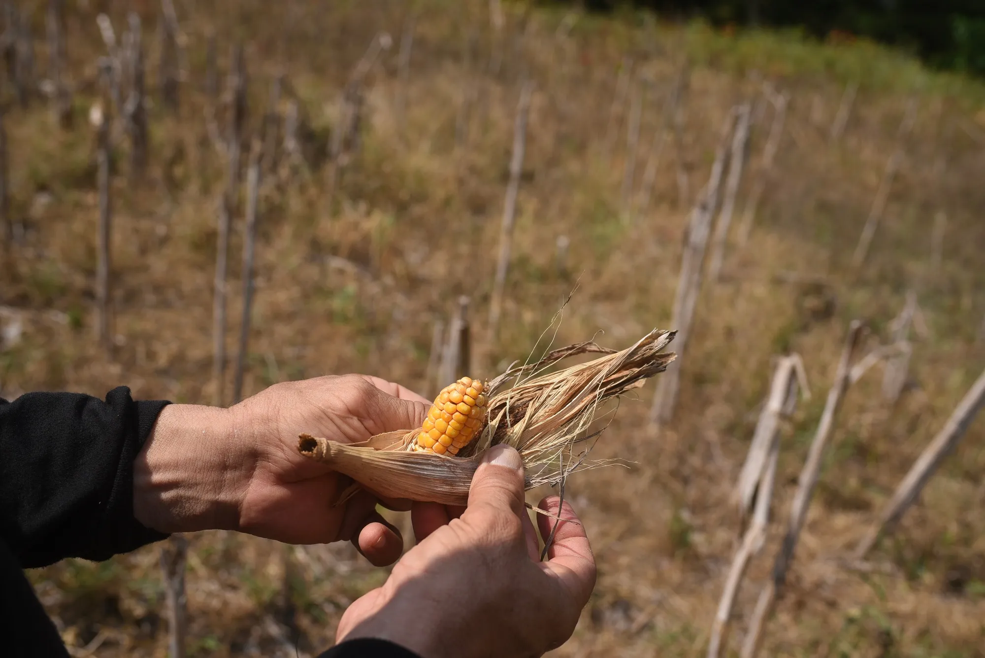 A farmer holds a stunted ear of corn during a heat wave in Angel R. Cabada, Veracruz state, Mexico, on Saturday, June 24, 2023.&nbsp;