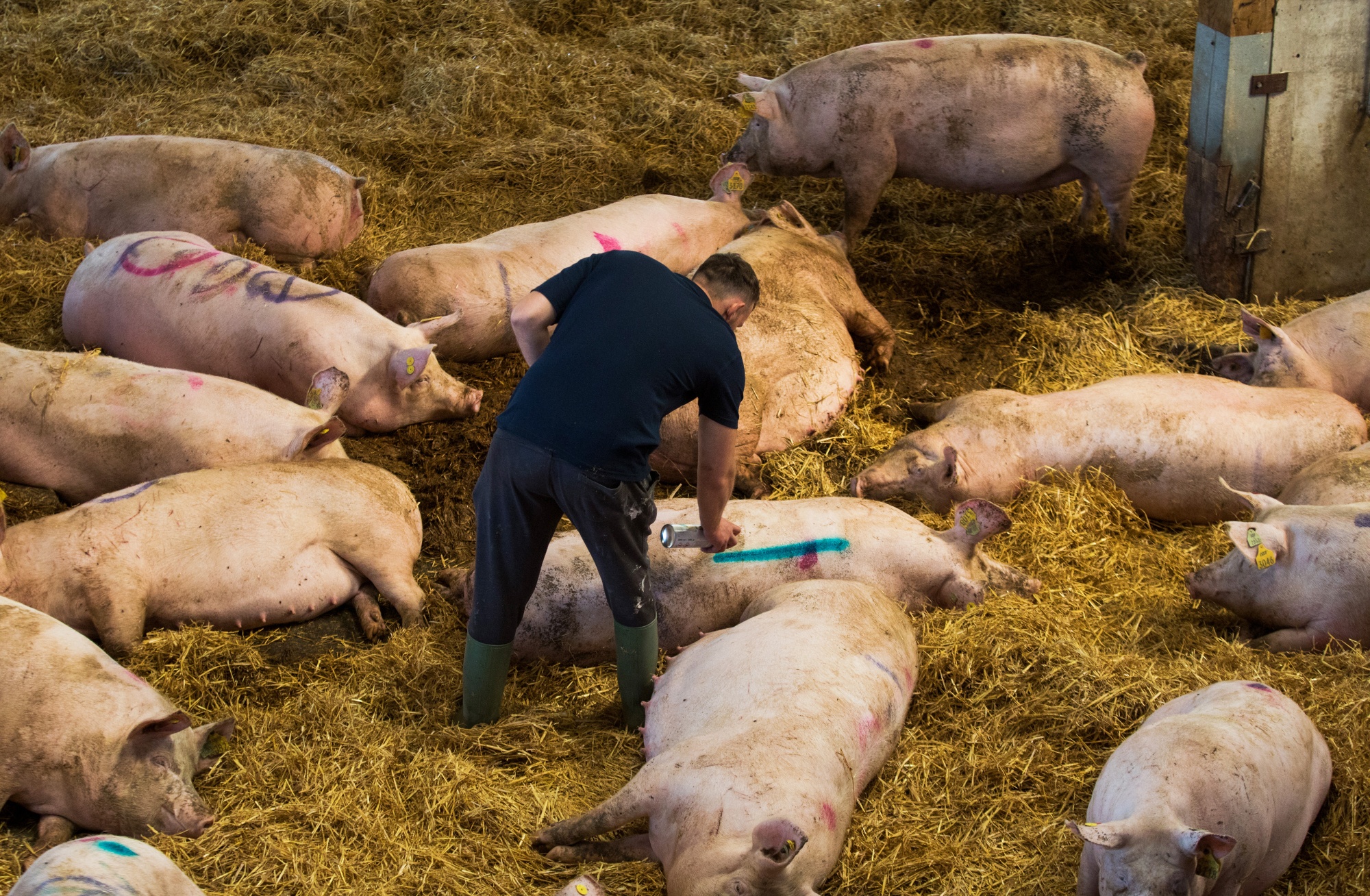 U.K. Farms Are Killing Pigs They Can t House Any Longer Bloomberg