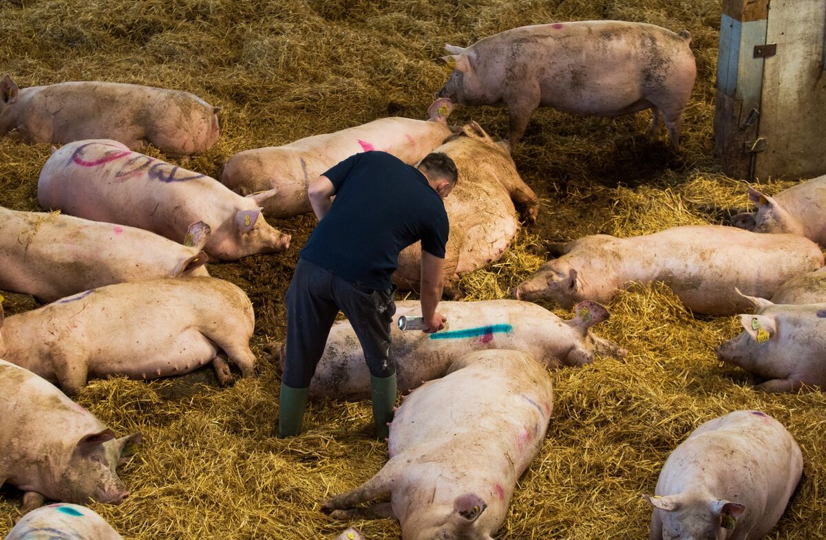 U.K. Farms Are Killing Pigs They Can’t House Any Longer Bloomberg
