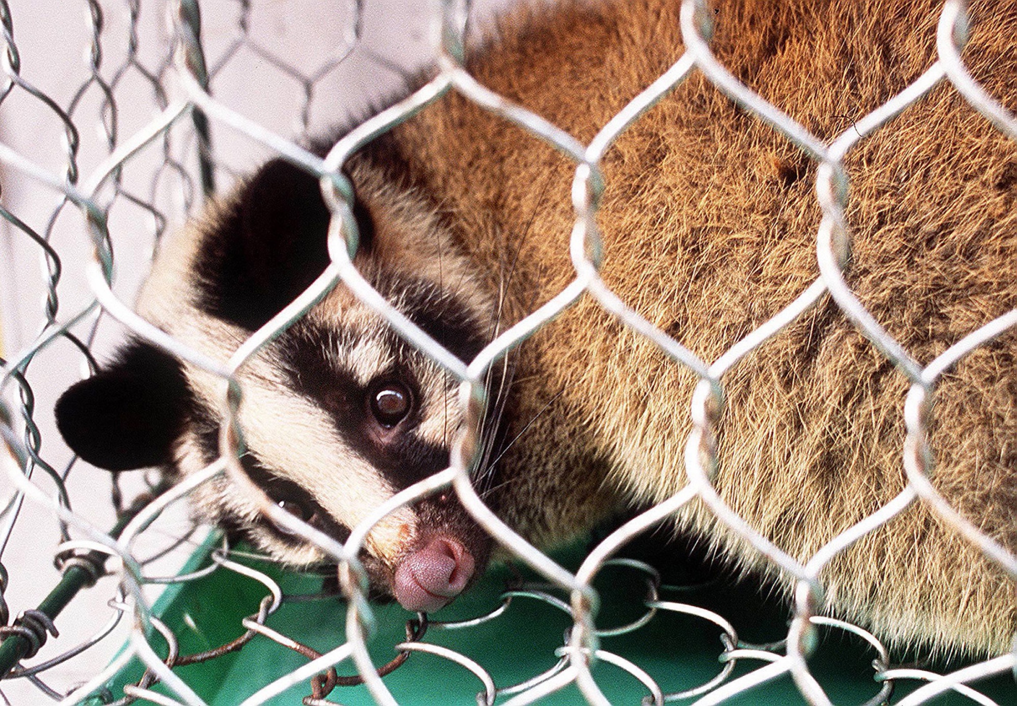 CAT CHINA-HEALTH-SARS-CIVET