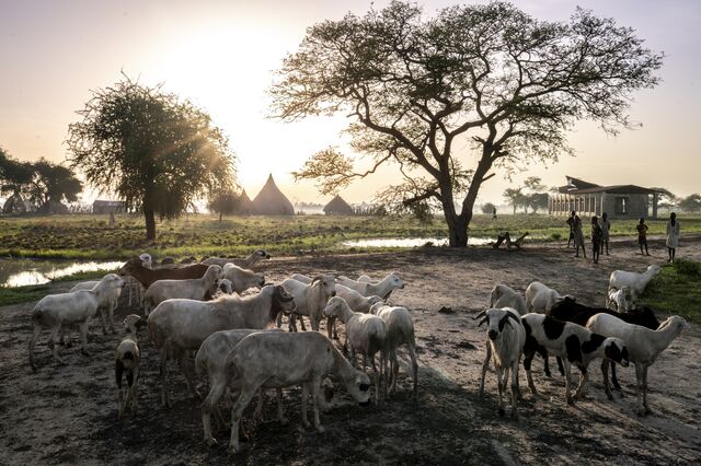 Goat and sheep at dawn on the outskirts of Koch town. Local herders often complain that their livestock fall sick or die after drinking from contaminated water sources.