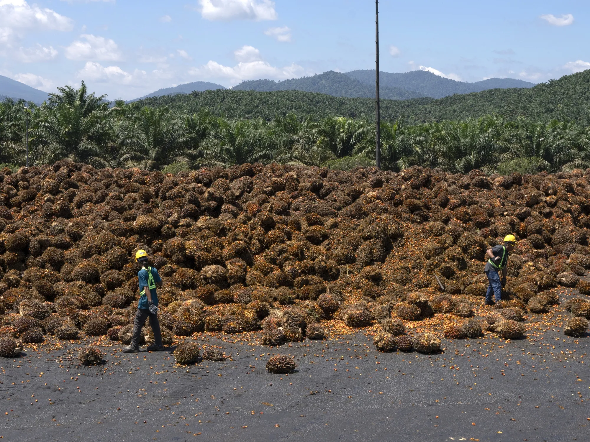 Harvested palm oil tree fruits&nbsp;in Kulang, Johor, Malaysia.
