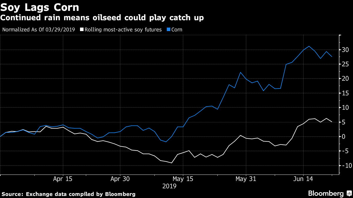 Continued rain means oilseed could play catch up