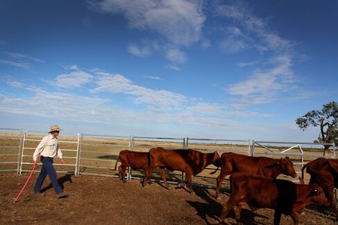 Forget Iron. Australian Miners Start Selling Cattle in China