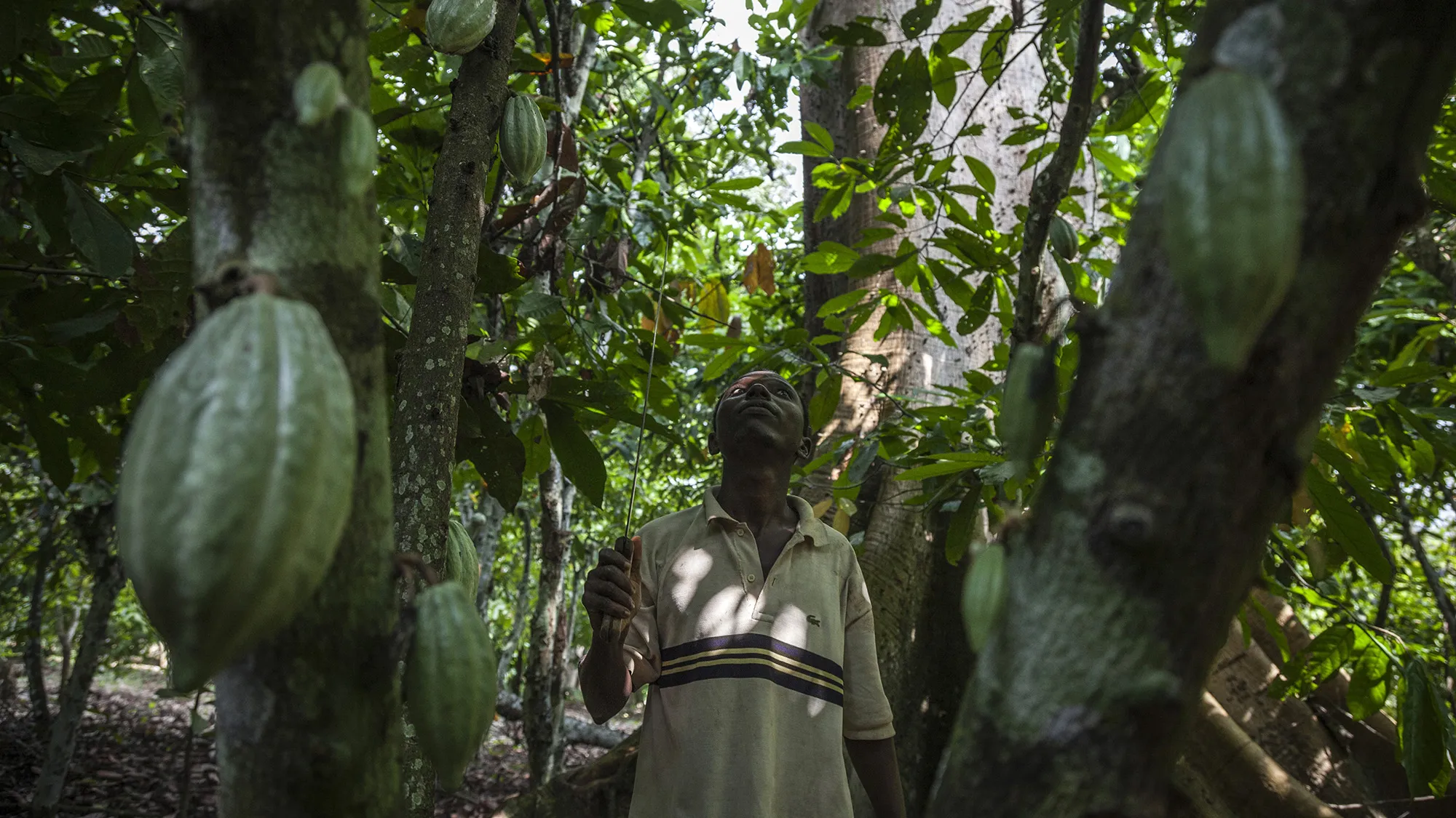 Workers harvest cocoa fruit from trees on a cocoa plantation in Agboville, Ivory Coast.