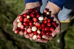 A Cranberry Harvest As Wisconsin Leads The U.S. In Production