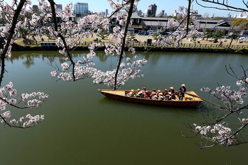 People Enjoy Full Bloom Cherry Blossom In Himeji