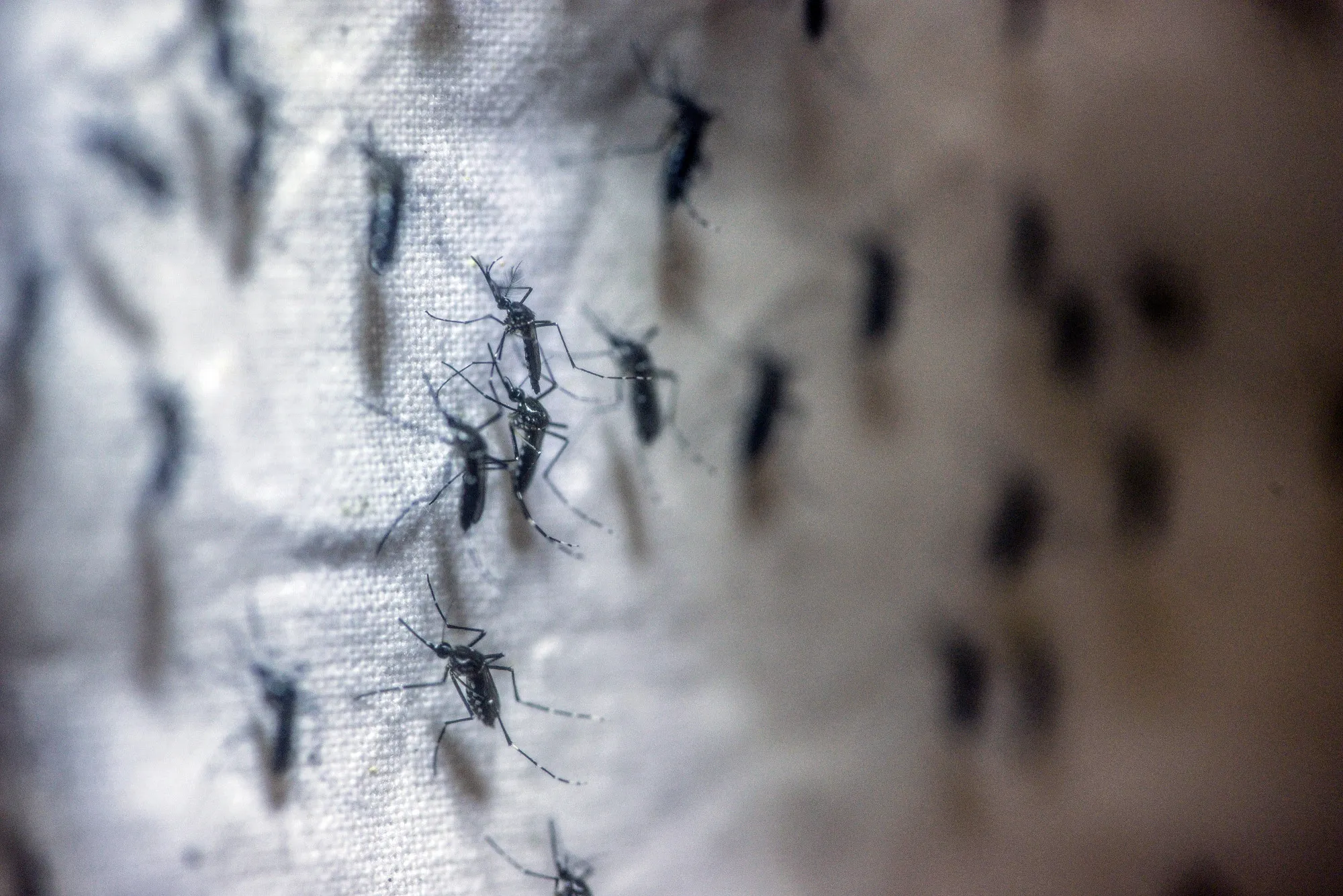 Mosquitoes
