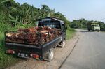 Harvested palm oil fruit in East Kalimantan, Borneo, Indonesia.&nbsp;