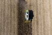 Corn Harvest as Drought Takes Huge Toll