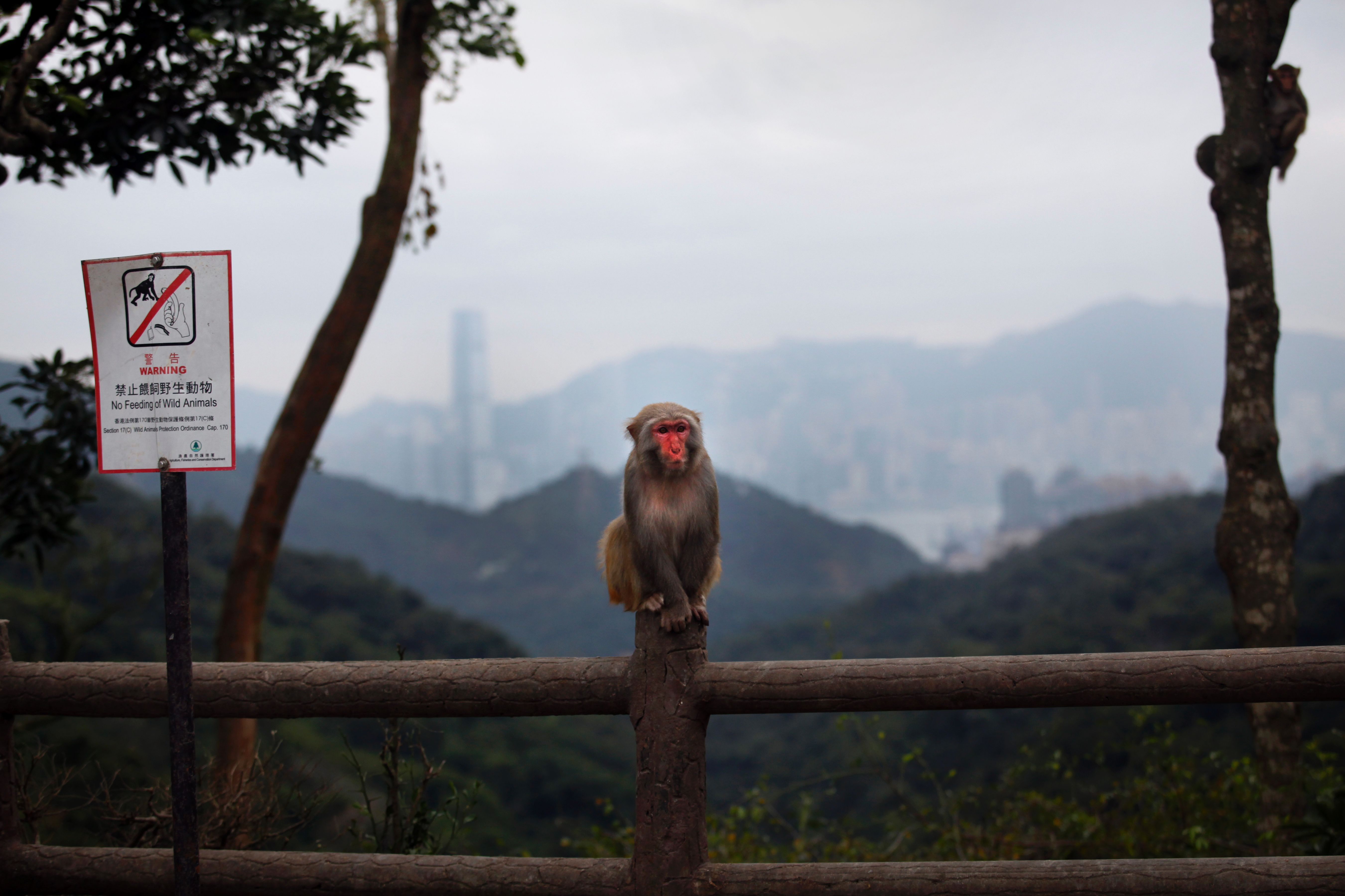 Monkey Attack Leads to First Human Case of B Virus in Hong Kong - Bloomberg