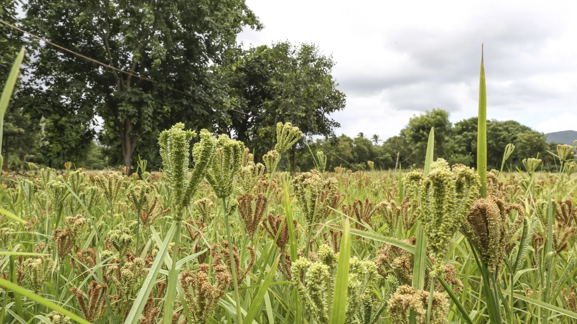 Millet fields sit in outskirt of Bengaluru, India, on Friday, June 9, 2017.
