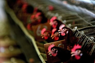 BRAZIL-ECONOMY-POULTRY