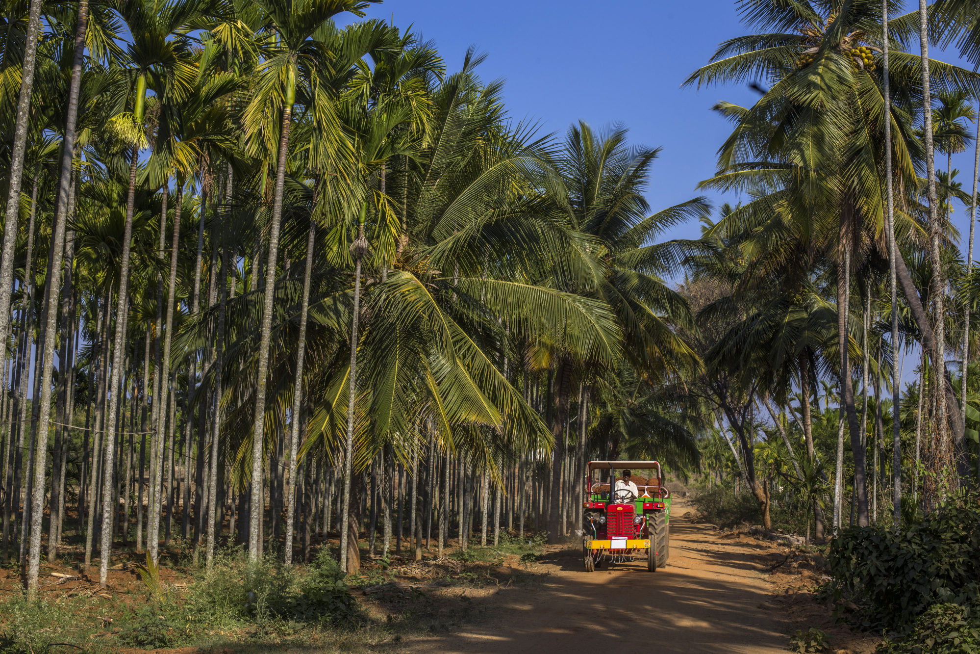 The Worst May Be Over For India's Rural Economy - Bloomberg