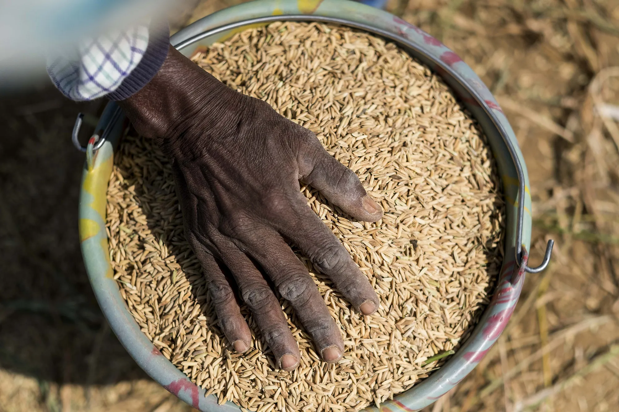Rice Harvest And Processing As West Africa's Appetite For Rice Grows