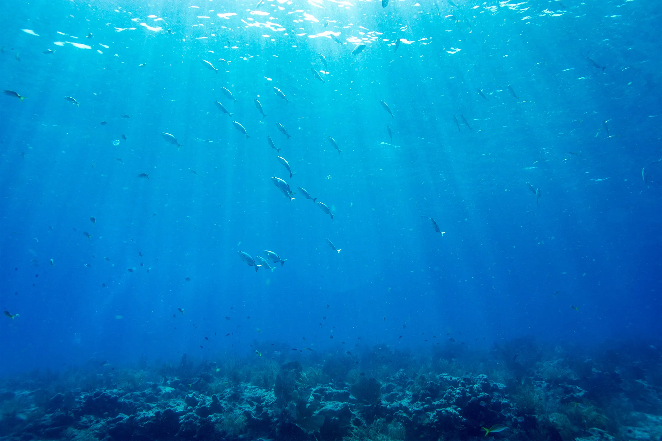 Fish swim near a coral reef in Key West, Florida, on July 14.