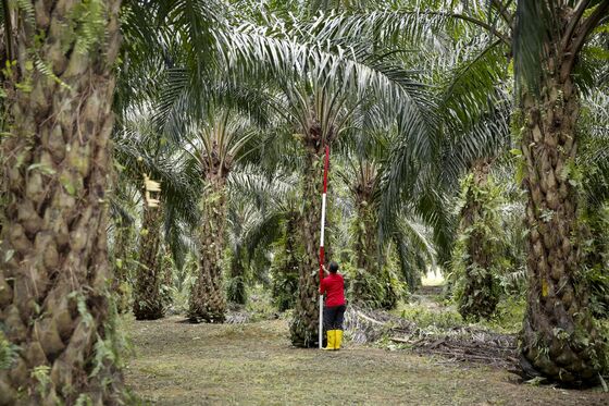 New Dwarf Trees Set to Revolutionize Palm Oil Market