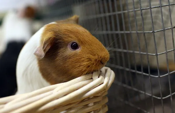 Congress is looking for some guinea pigs to carry out a test.
