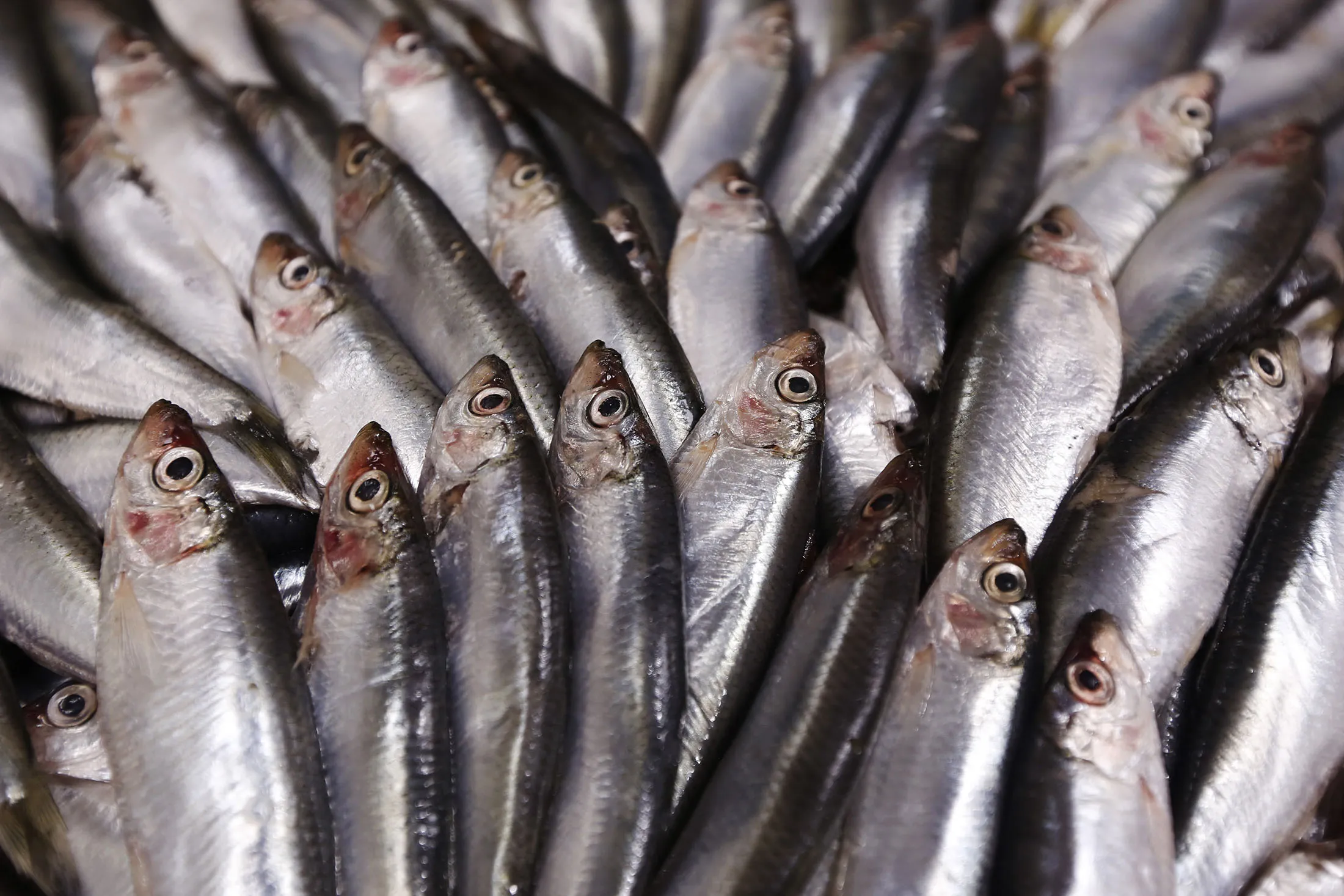 1504568777_uk grocery food fish