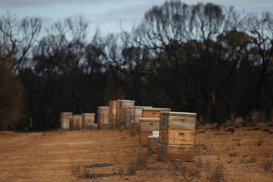 Millions of Bee Deaths Threaten Australia's Almond Harvest