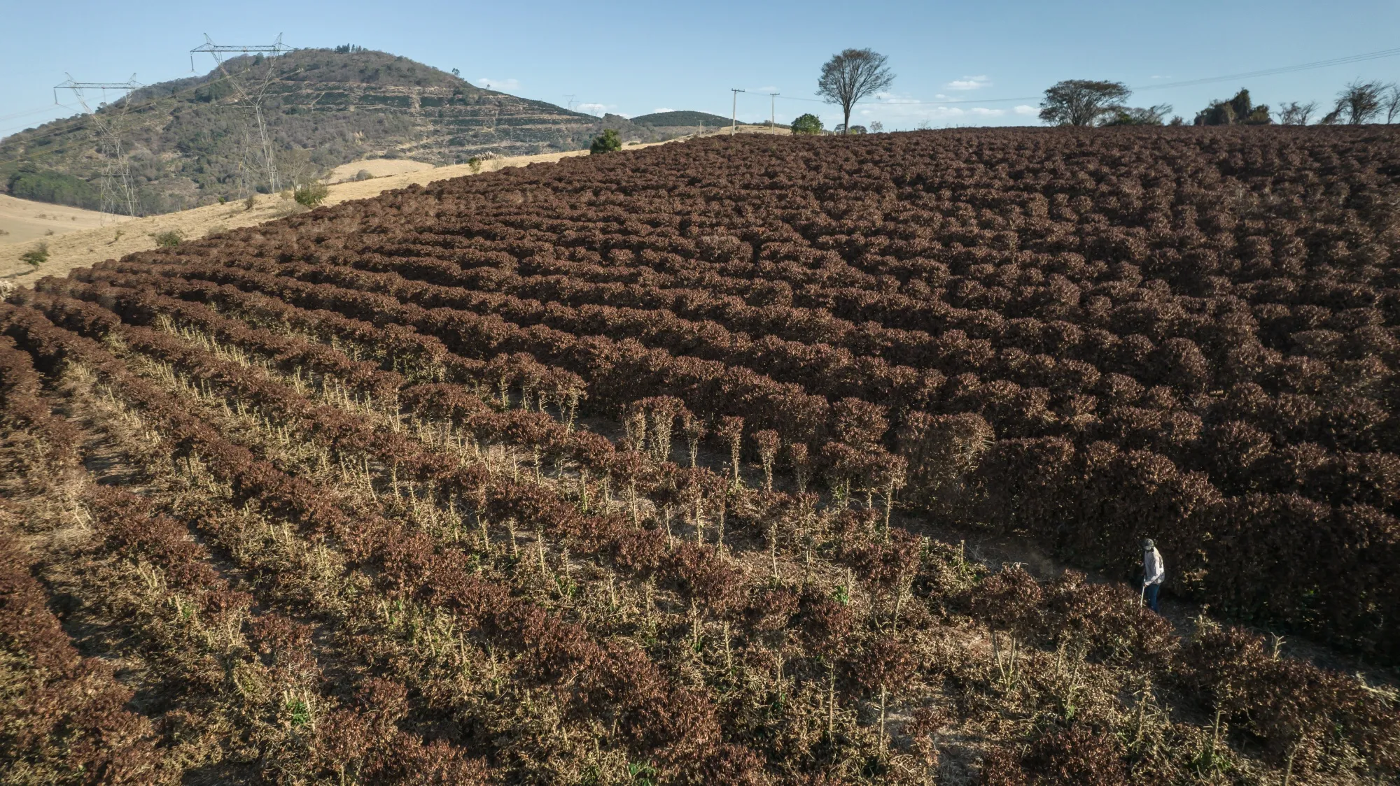 Coffee plants destroyed by frost during extremely low temperatures near Caconde, Sao Paulo state, Brazil, on Wednesday, Aug. 25, 2021.&nbsp;
