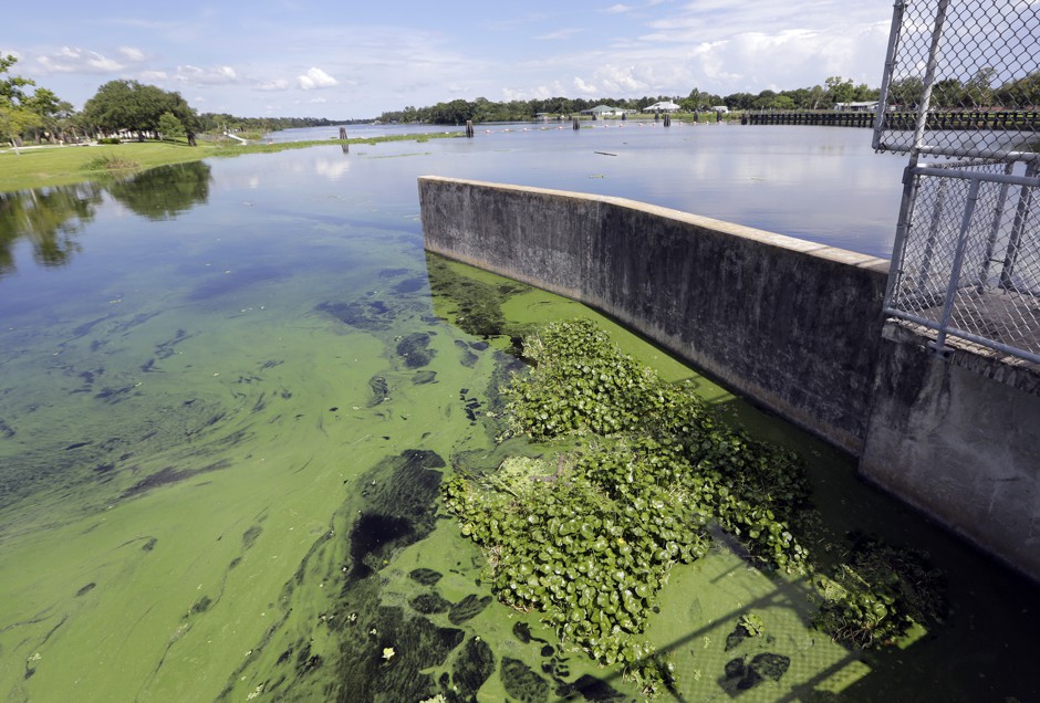 An algae bloom at a dam on the Caloosahatchee River in Alva, Florida, July 12, 2018. 