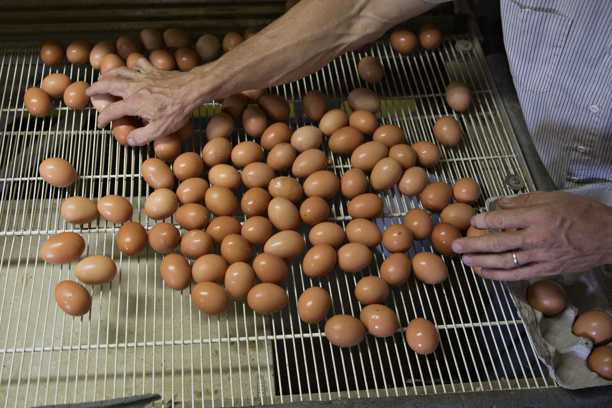 Egg Giant's Profit Pain May Mean More Savings for U.S. Consumers