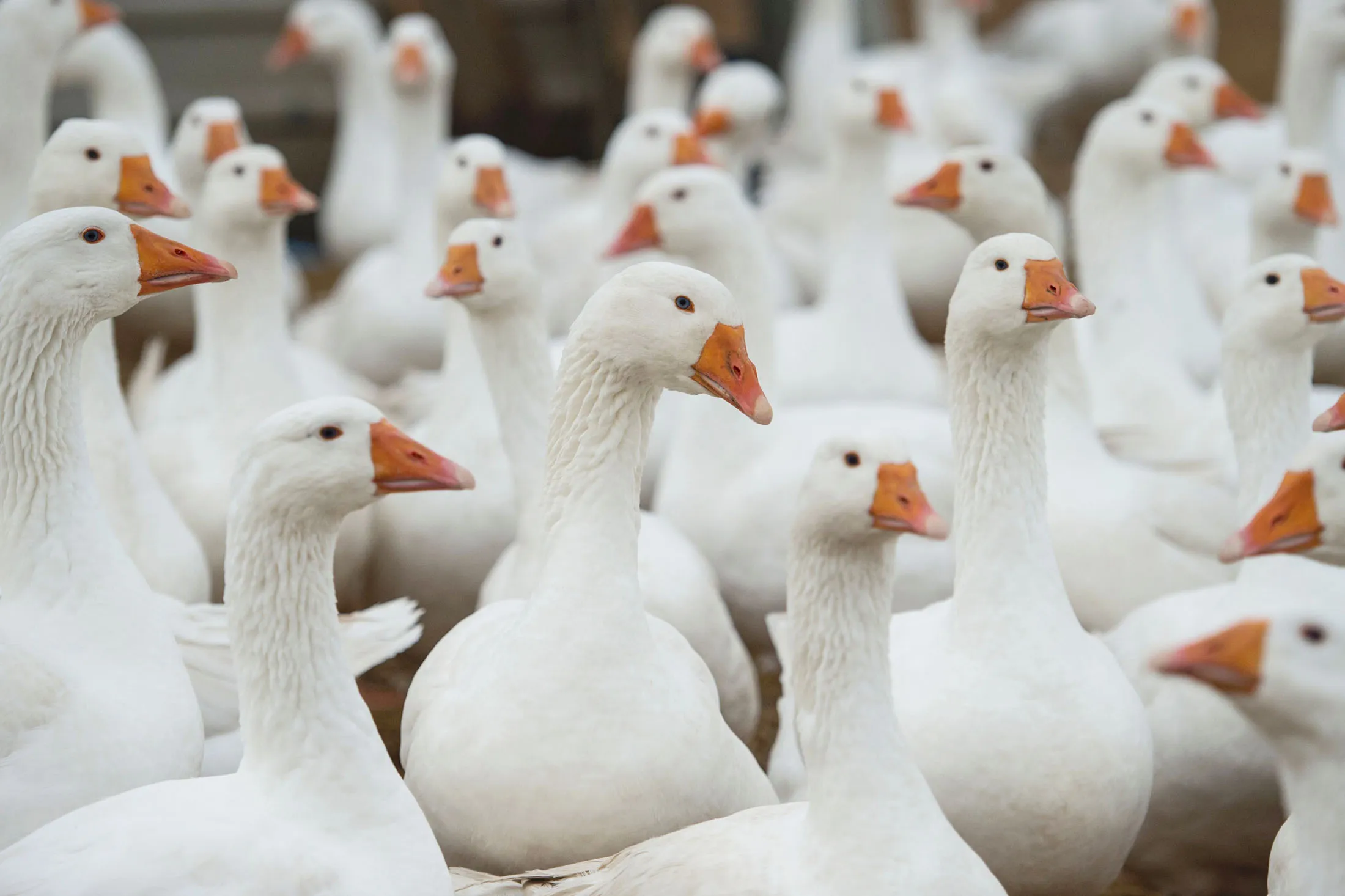1500959468_uk farm animals