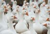 1500959468_uk farm animals