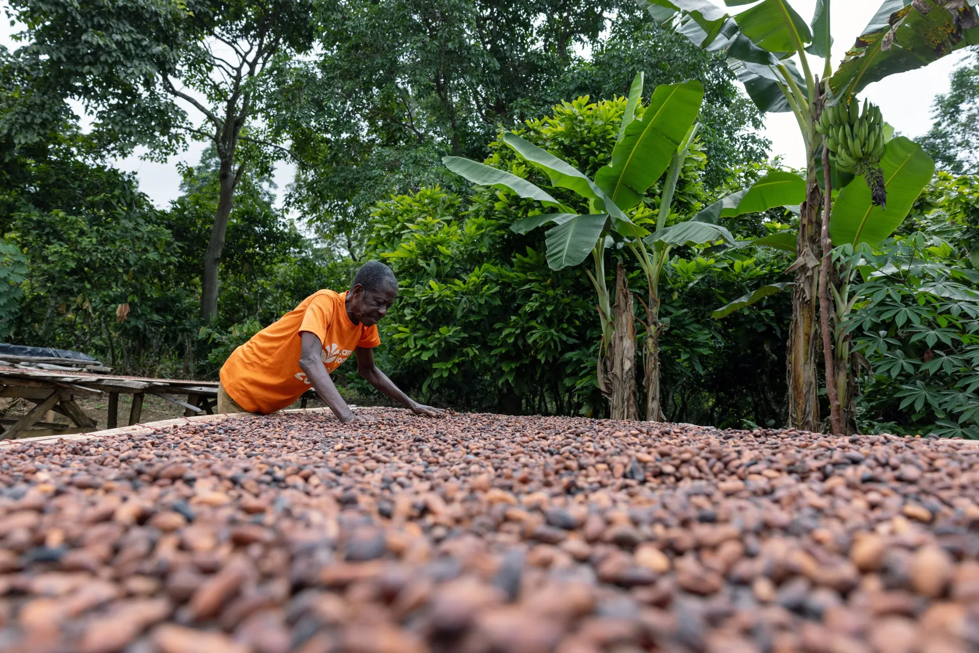 A farmer attends to cocoa beans drying on a rack at a farm in Kwabeng, Ghana.